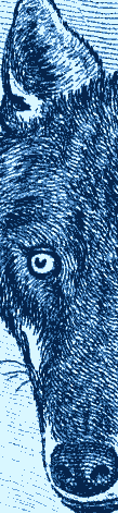 Gravure du loup, extrait, dans Buffon
